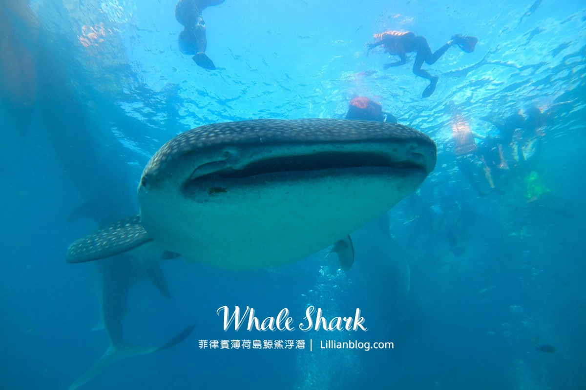 網站近期文章：菲律賓薄荷島自由行推薦景點｜薄荷島鯨鯊浮潛Bohol whale shark。與海裡溫柔巨人共游，一輩子難忘的體驗