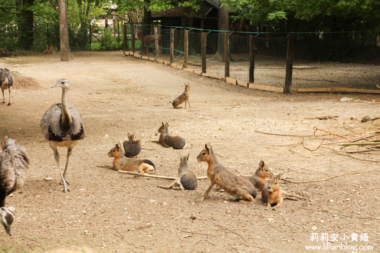 延伸閱讀：【斯洛維尼亞】Ljubljana Zoo。親子旅遊最適合去盧比安納動物園